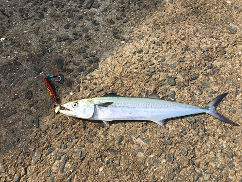 サゴシの釣果