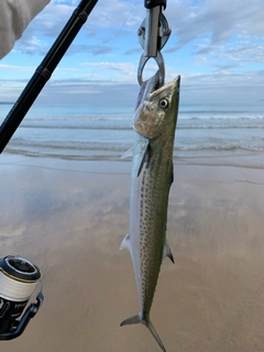 サゴシの釣果