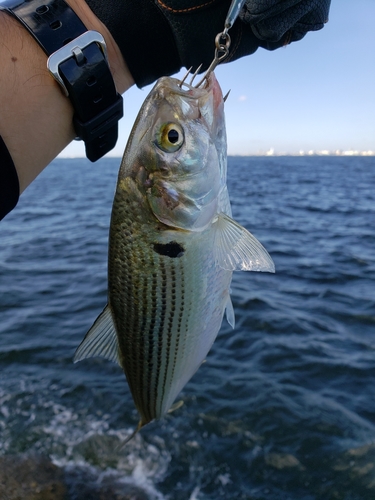 コノシロの釣果