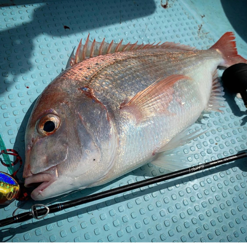 チダイの釣果