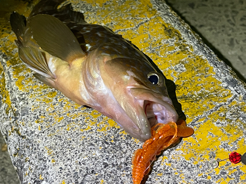 アコウの釣果