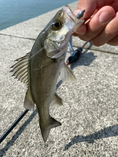 スズキの釣果