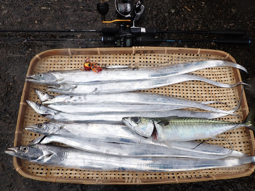 タチウオの釣果