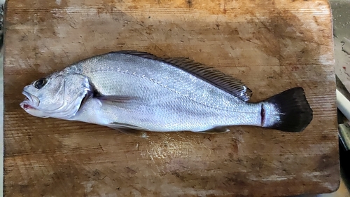 ニベの釣果