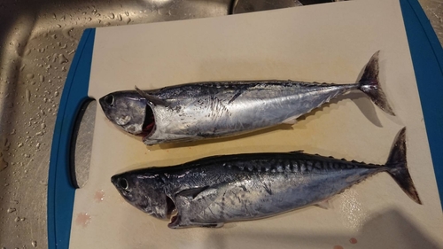 マルソウダの釣果