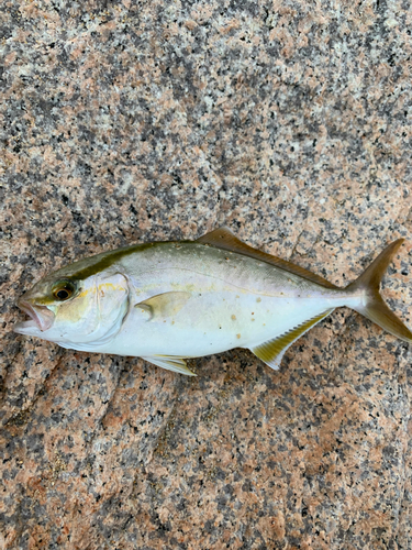 シオの釣果