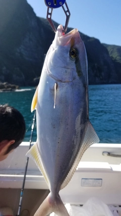 ネリゴの釣果