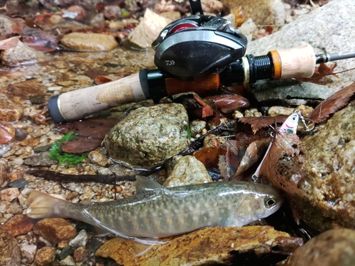 イワナの釣果