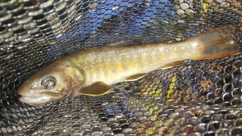 ニッコウイワナの釣果