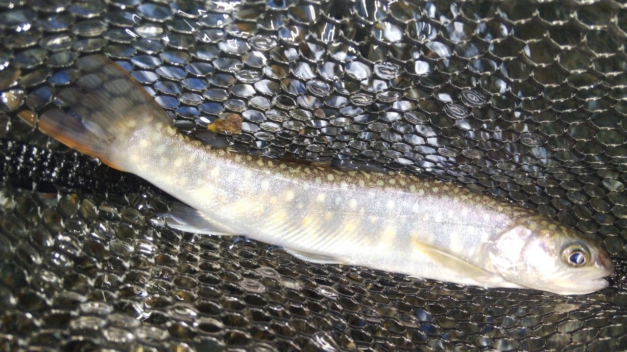 ニッコウイワナ