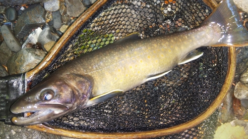 ニッコウイワナの釣果