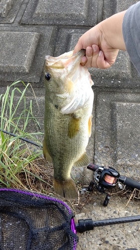 ラージマウスバスの釣果