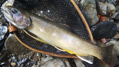 ニッコウイワナの釣果