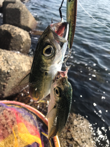 サバの釣果