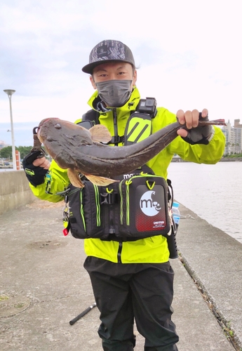 マゴチの釣果