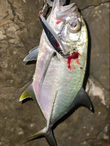 オニヒラアジの釣果