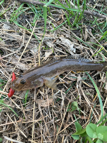 マハゼの釣果