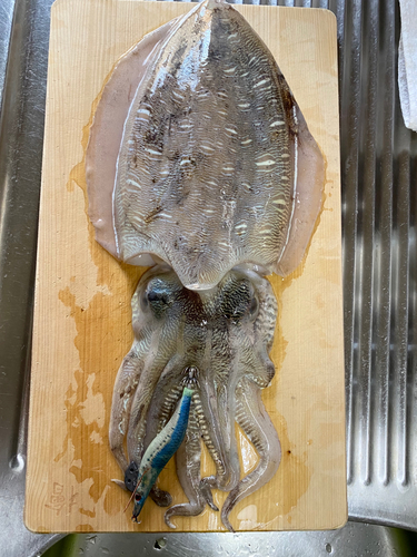 コウイカの釣果