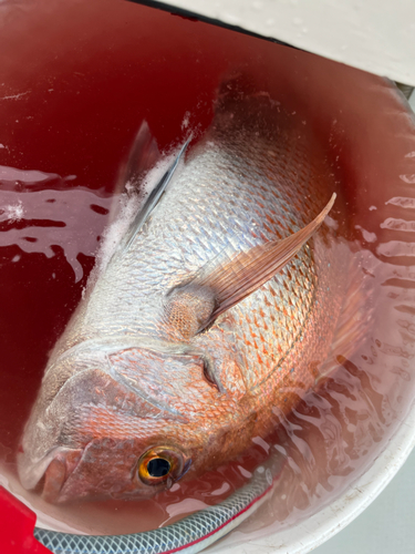 マダイの釣果