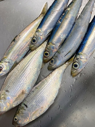 ウルメイワシの釣果