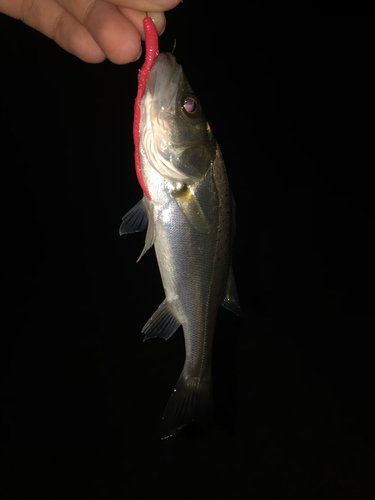 セイゴ（マルスズキ）の釣果