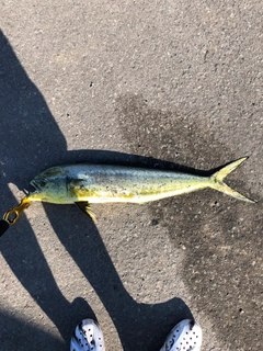 シイラの釣果