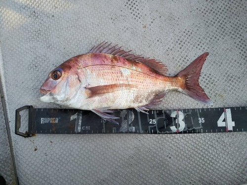 マダイの釣果