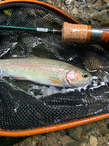 ニジマスの釣果