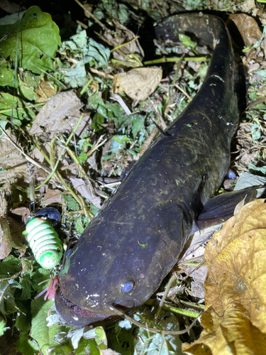 ナマズの釣果