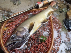 イワナの釣果