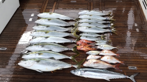 カイワリの釣果