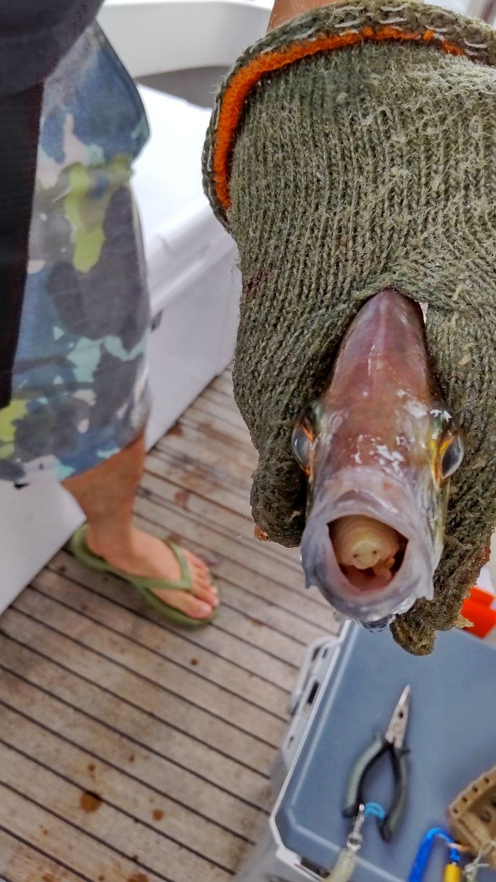 ケロリン🐸さんの釣果 3枚目の画像