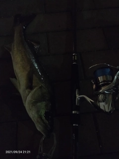釣果