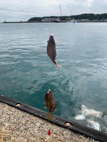 キタマクラの釣果