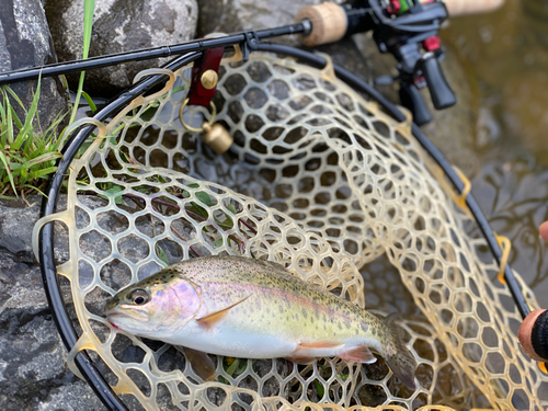 ニジマスの釣果