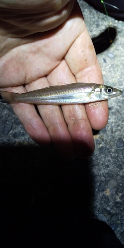 キスの釣果