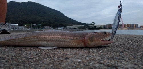 エソの釣果