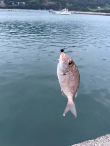 釣果