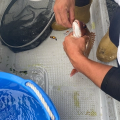 タイの釣果