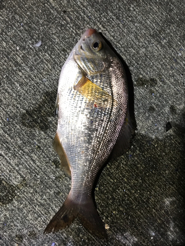 タナゴの釣果