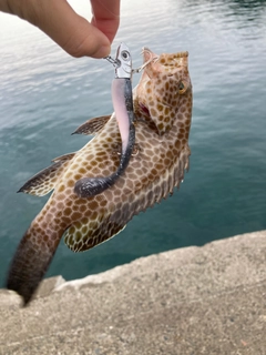 オオモンハタの釣果