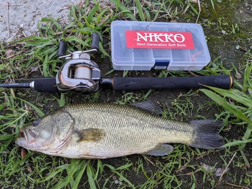 ブラックバスの釣果