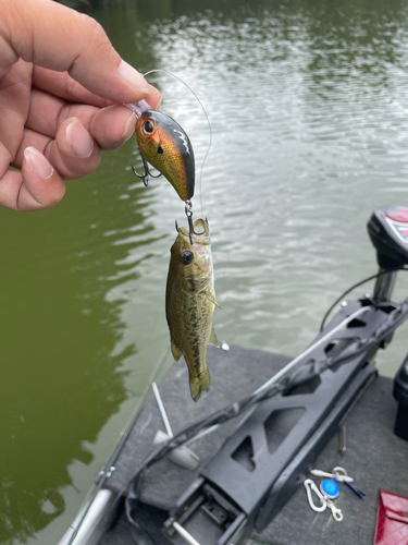 ラージマウスバスの釣果