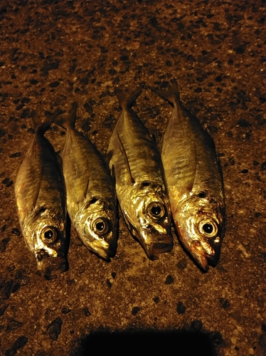 アジの釣果