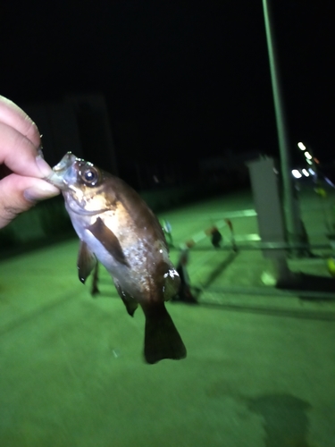 アカメバルの釣果