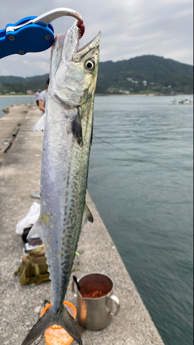 サゴシの釣果