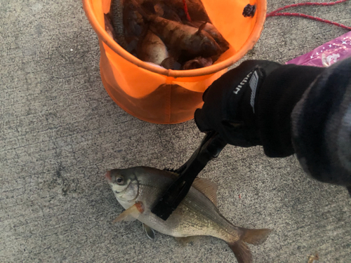 ウミタナゴの釣果