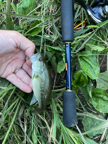 ラージマウスバスの釣果