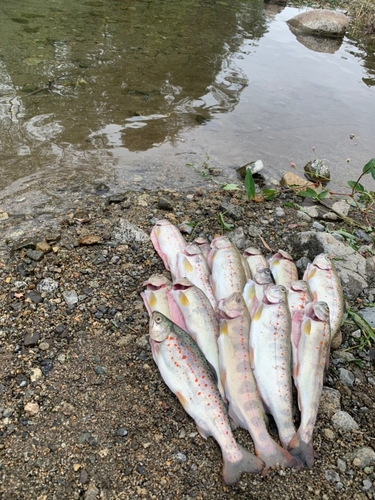 アマゴの釣果