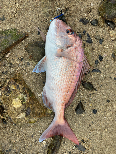 タイの釣果